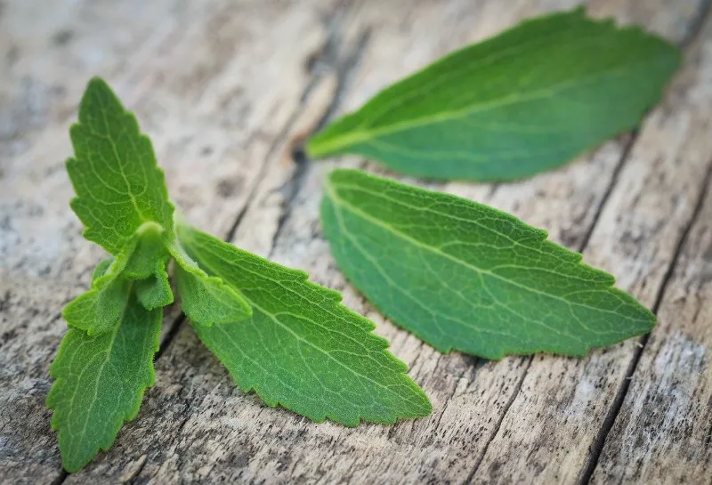 STEVIA LEAF STEVIA LEAF